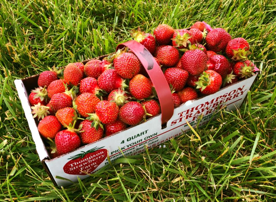 basket of strawberries at Thompson Strawberry Farm Bristol Wisconsin